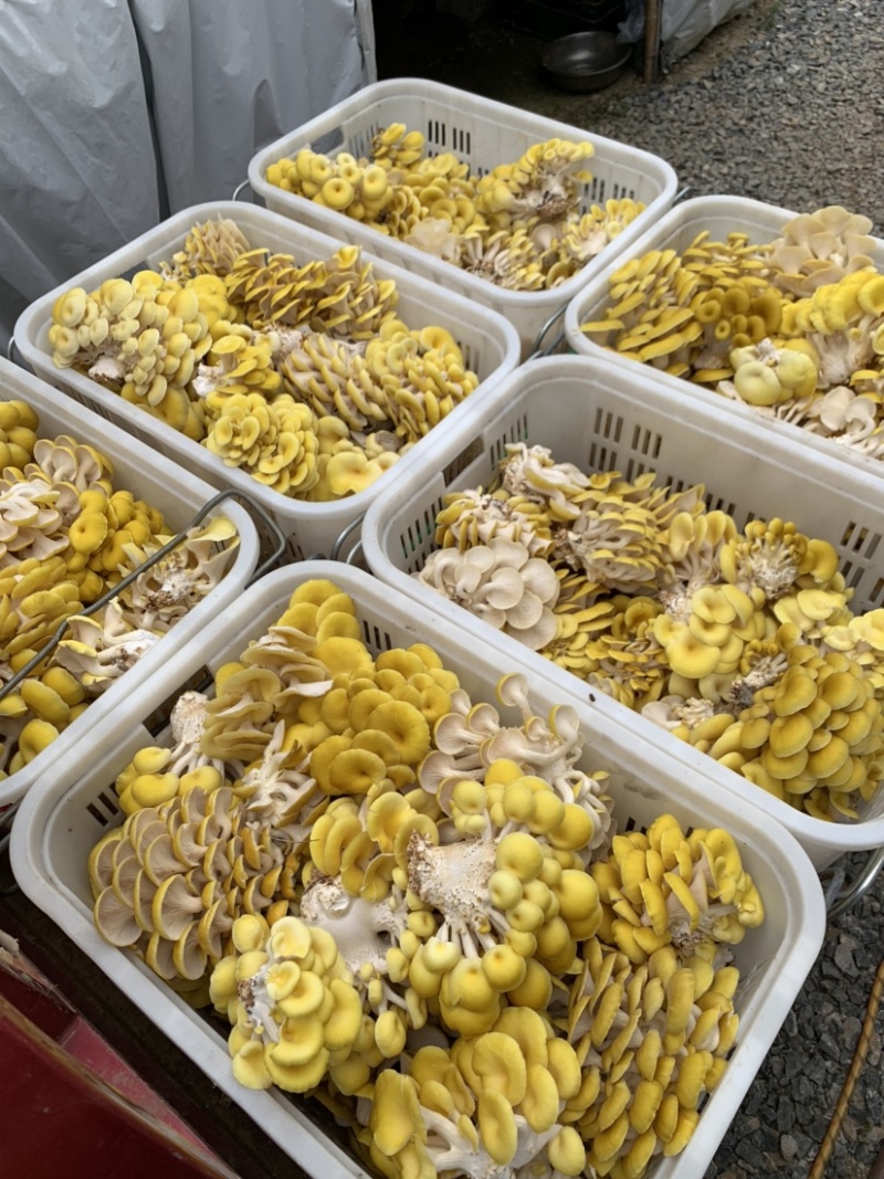 烘干鸡油菌，大量烘干鸡油菌，价格好商量……云南本地货，