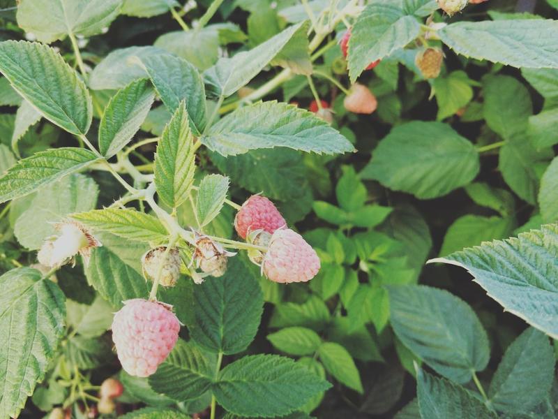 树莓冻果有货，树莓鲜果，树莓苗有售，预售红树莓鲜果