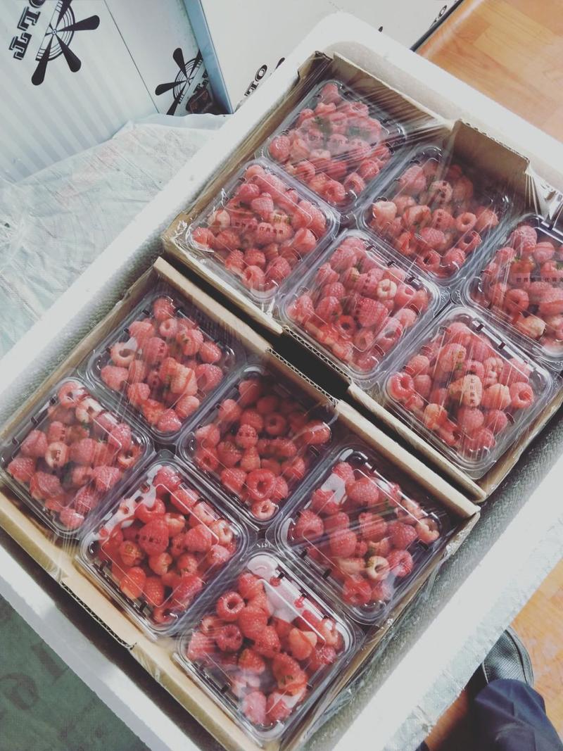 树莓冻果有货，树莓鲜果，树莓苗有售，预售红树莓鲜果
