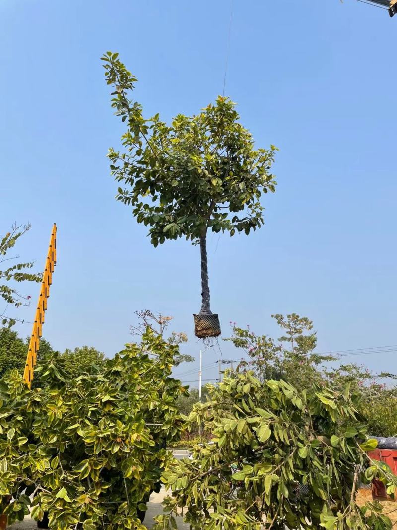 福建省漳州市供应绿化庭院设计，富贵榕产地直销价大小规格