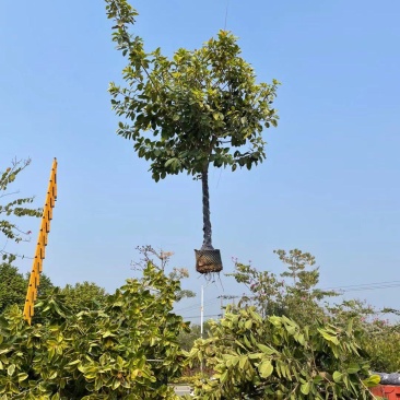 福建省漳州市供应绿化庭院设计，富贵榕产地直销价大小规格