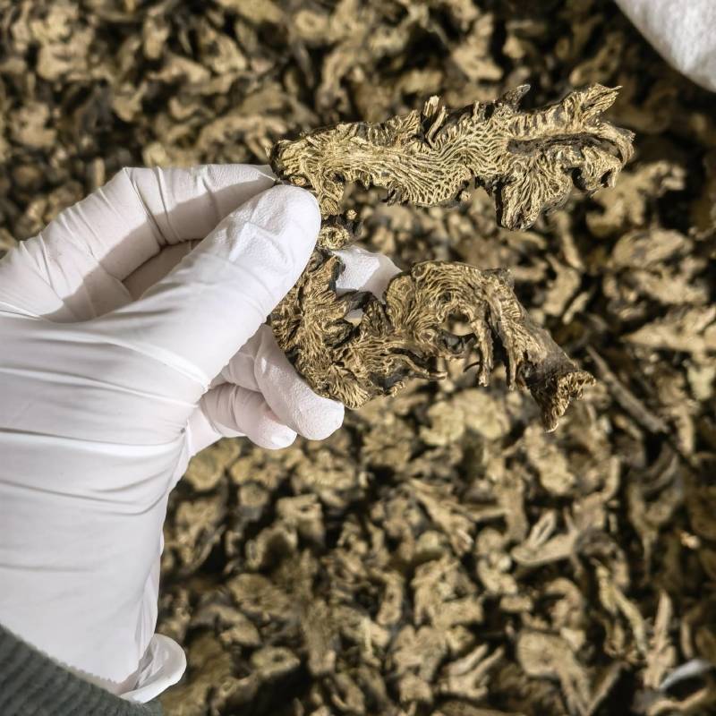 升麻今年新货实图拍摄颜色好看量大从优一手货源