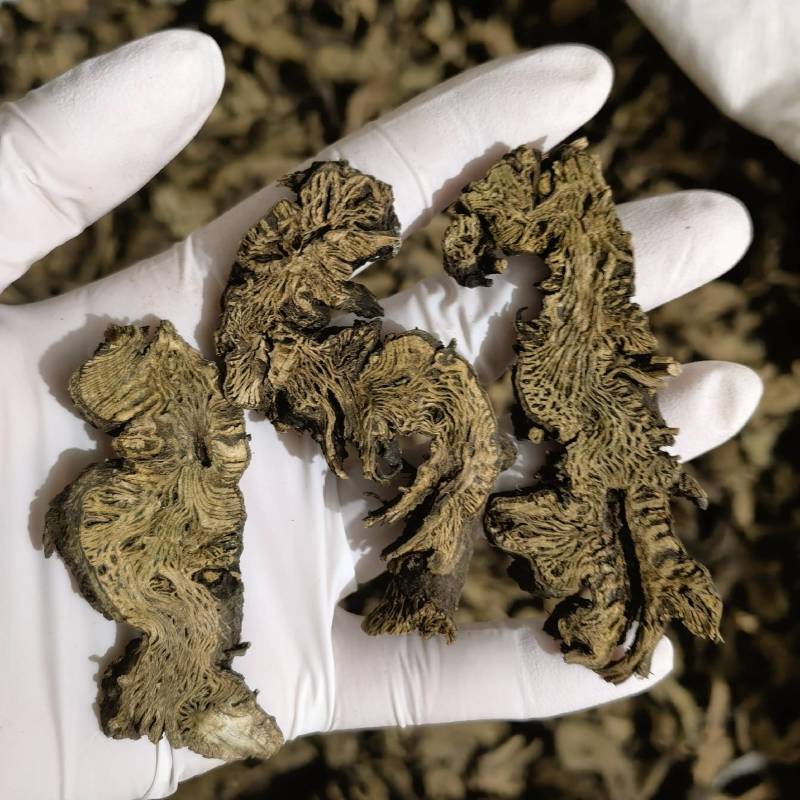升麻今年新货实图拍摄颜色好看量大从优一手货源