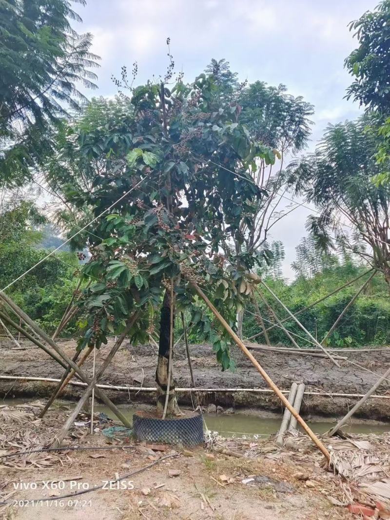 紫薇福建漳州紫薇绿化庭院设计基地直供大小规格袋苗