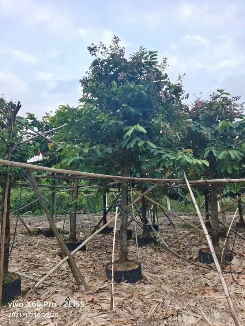 紫薇福建漳州紫薇绿化庭院设计基地直供大小规格袋苗