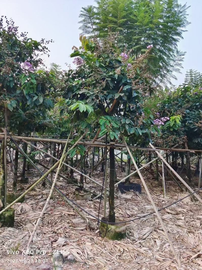 紫薇福建漳州紫薇绿化庭院设计基地直供大小规格袋苗