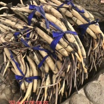 白洋淀水生植物