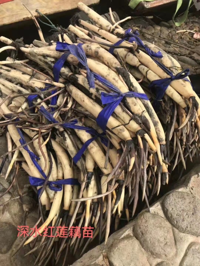 白洋淀水生植物