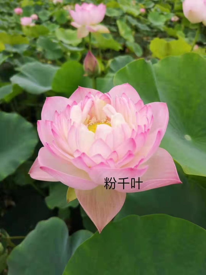 白洋淀水生植物