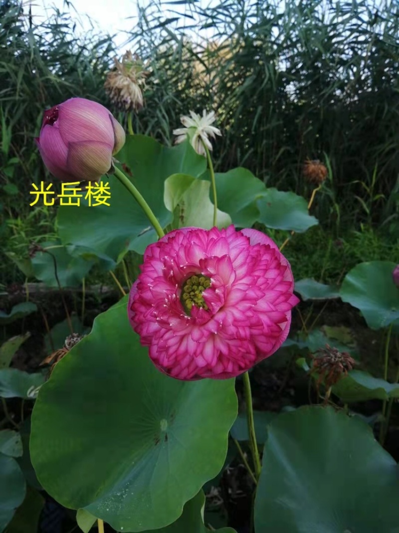 白洋淀水生植物