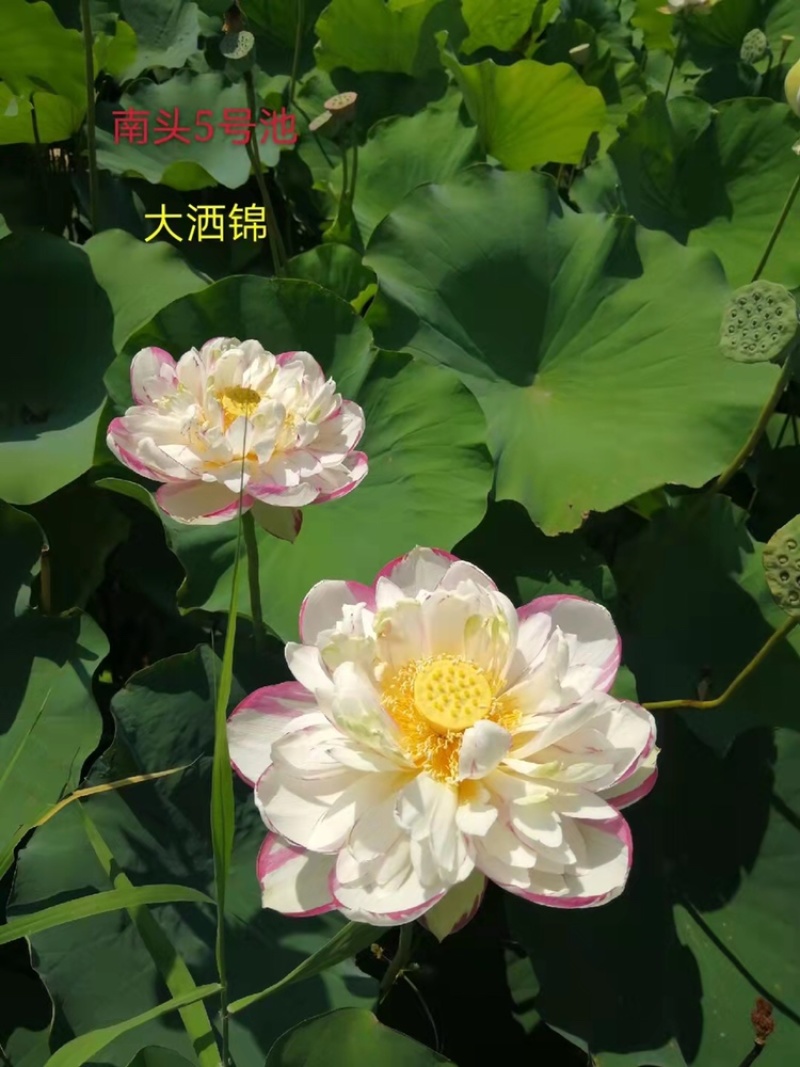 白洋淀水生植物