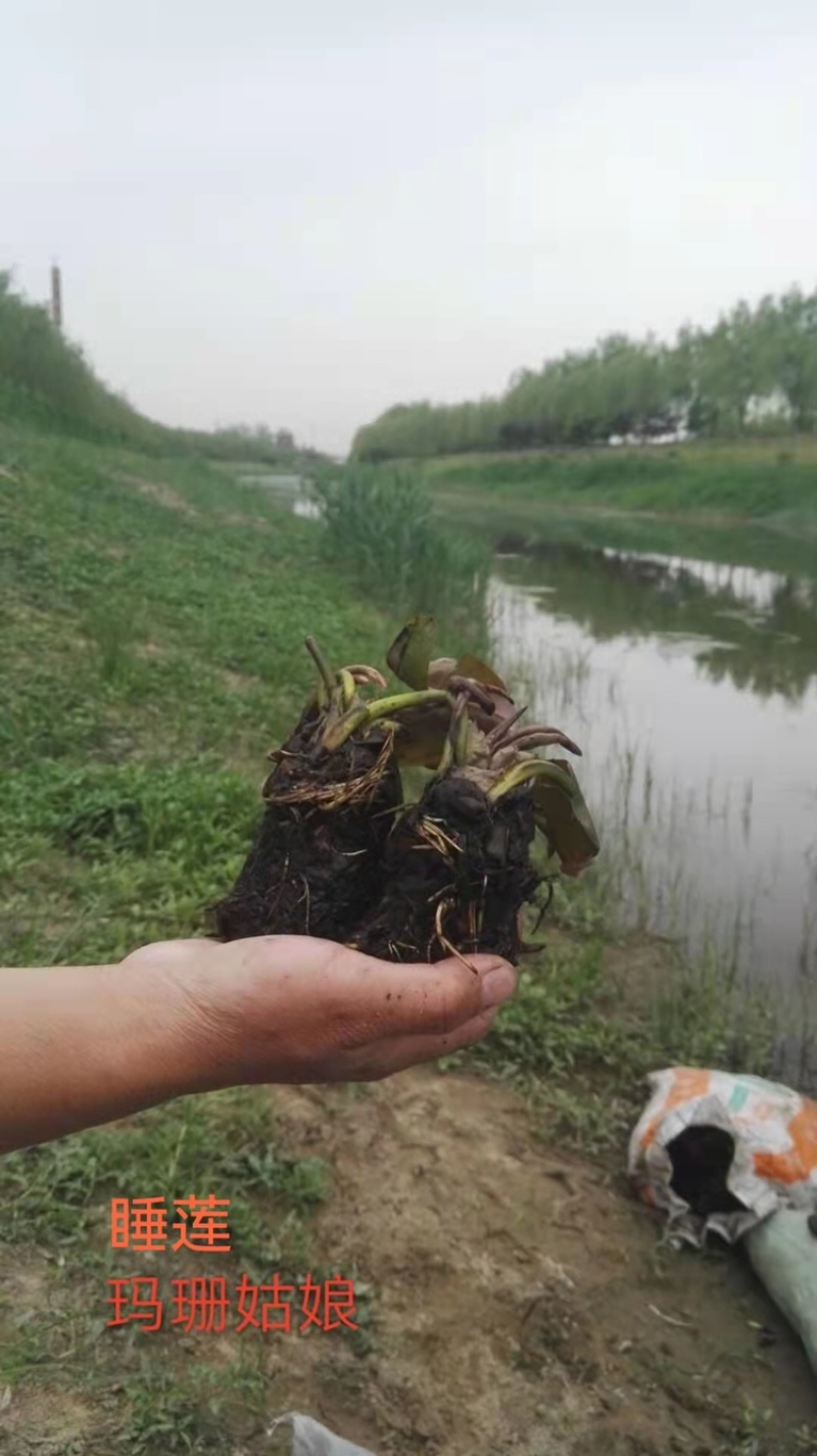 白洋淀水生植物
