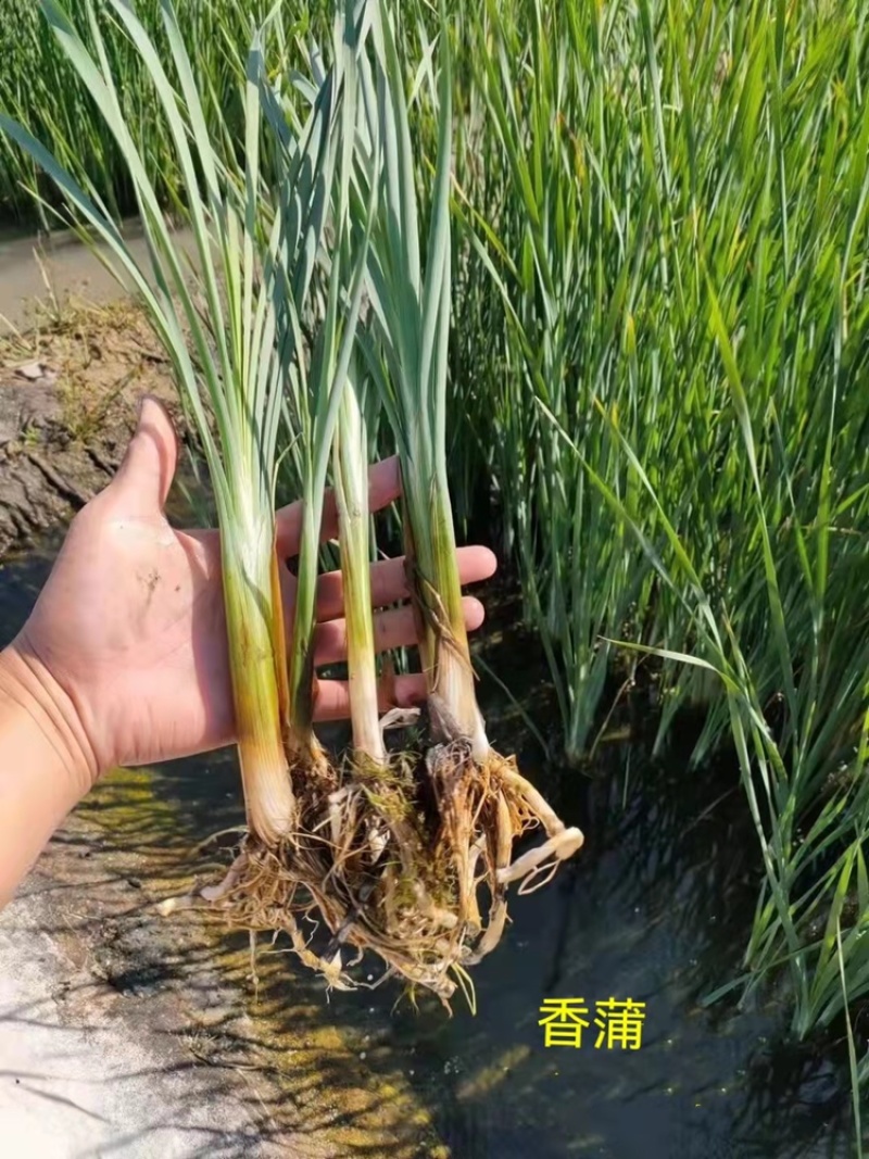 白洋淀水生植物