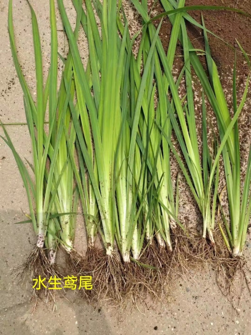 白洋淀水生植物