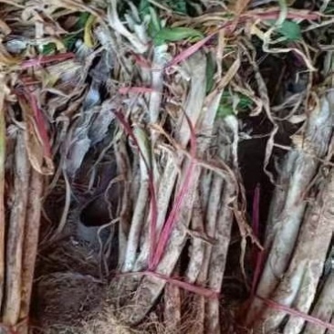 夏津长白大葱大量现货出售中，价格合理，薄利多销，诚信经营