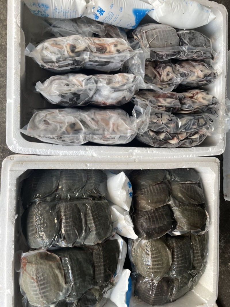 温室甲鱼，麻辣小甲鱼，甲鱼，鲜活现杀小甲鱼。