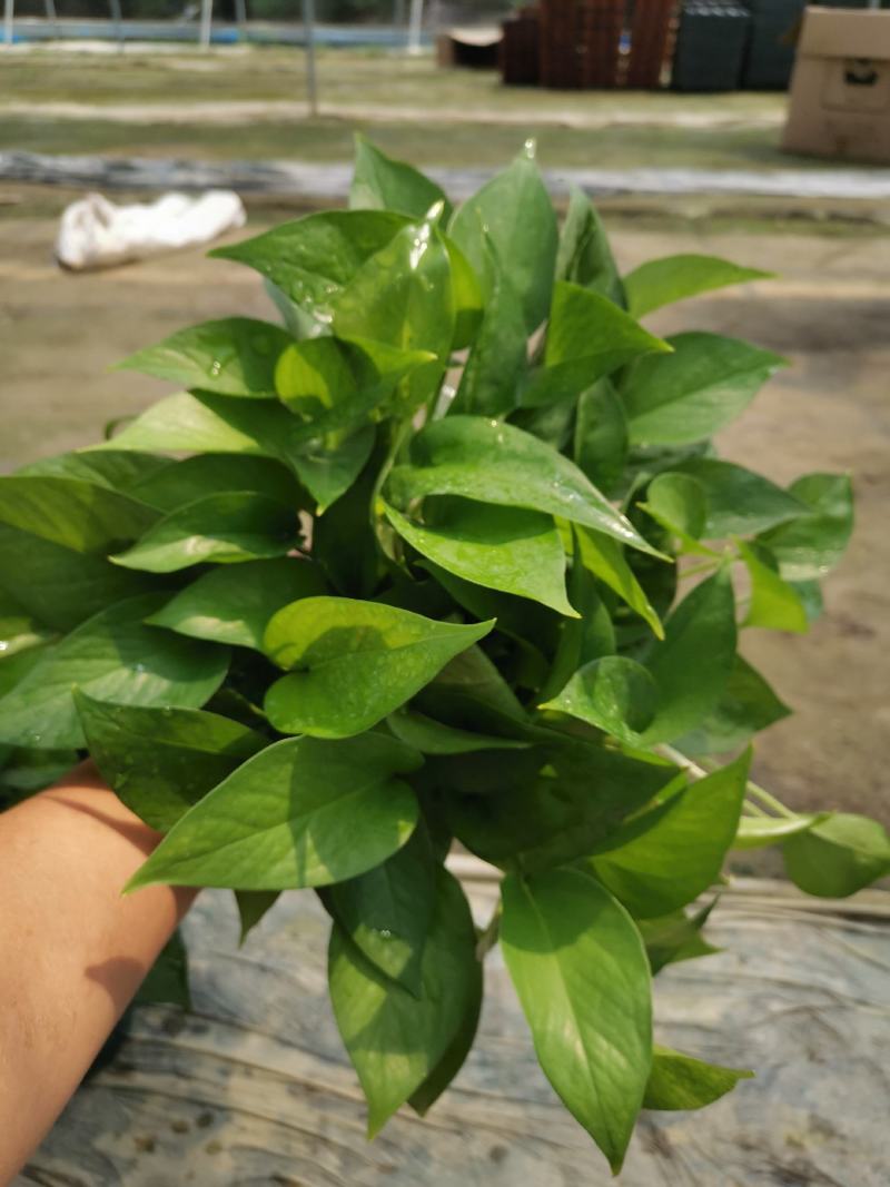 水培绿萝