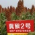 冀酿2号杂交高粱种子，酿酒糯高粱种子,抗蚜虫出酒率高