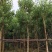 火焰木福建漳州火焰木绿化庭院设计基地直供大小规格袋苗