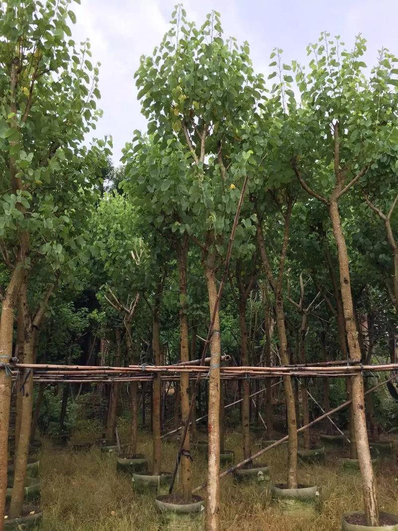 火焰木福建漳州火焰木绿化庭院设计基地直供大小规格袋苗