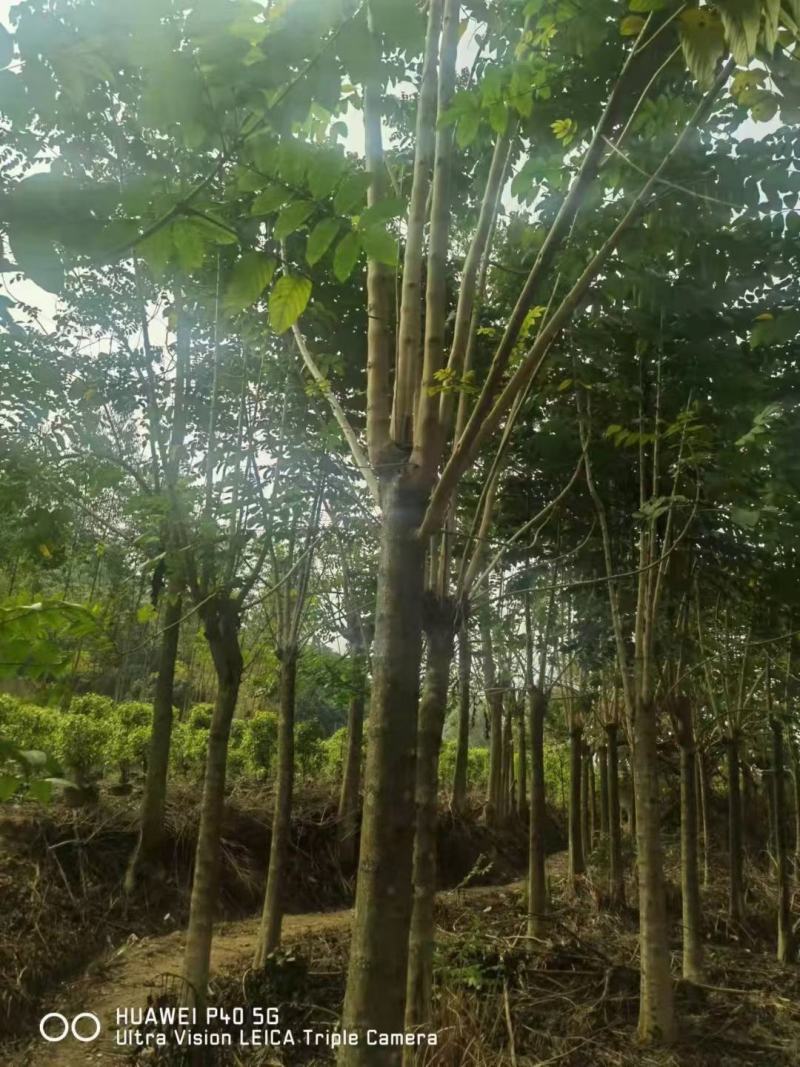 火焰木福建漳州火焰木绿化庭院设计基地直供大小规格袋苗