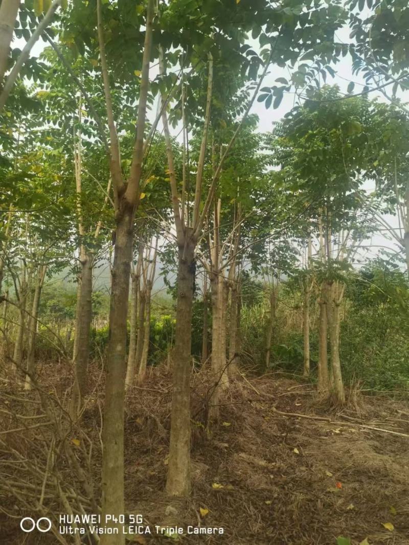 火焰木福建漳州火焰木绿化庭院设计基地直供大小规格袋苗