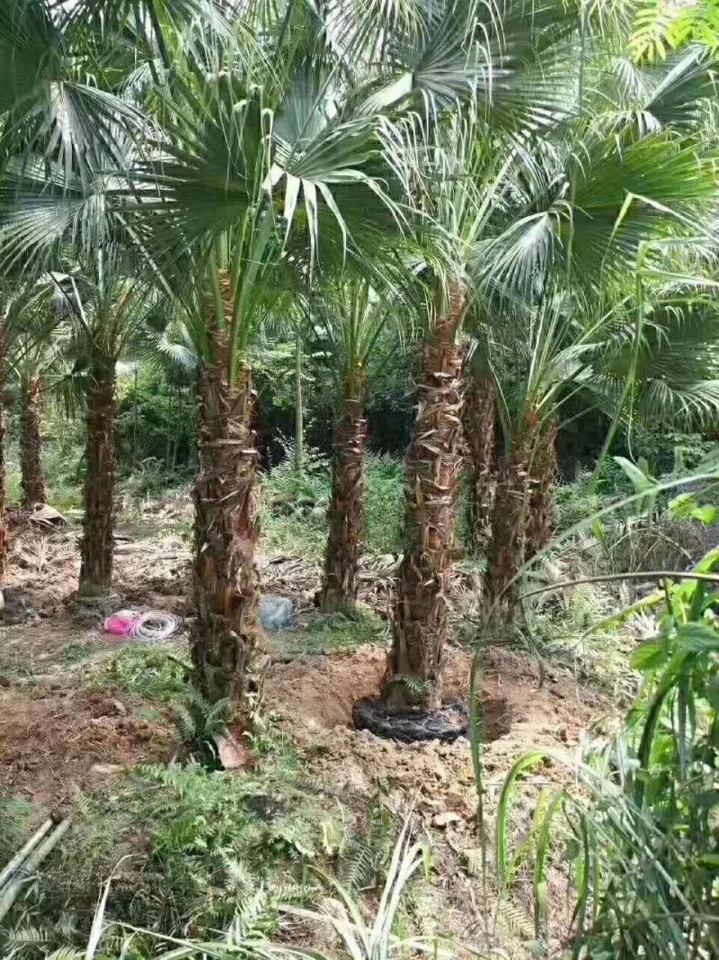 蒲葵福建省漳州市供应绿化庭院设计，蒲葵，各类规格提供技术