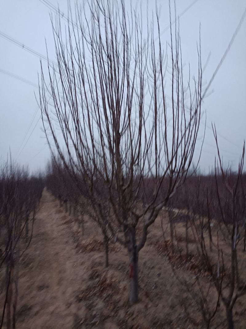 八棱海棠树～京红海棠～123小苹果工程苗大量供货