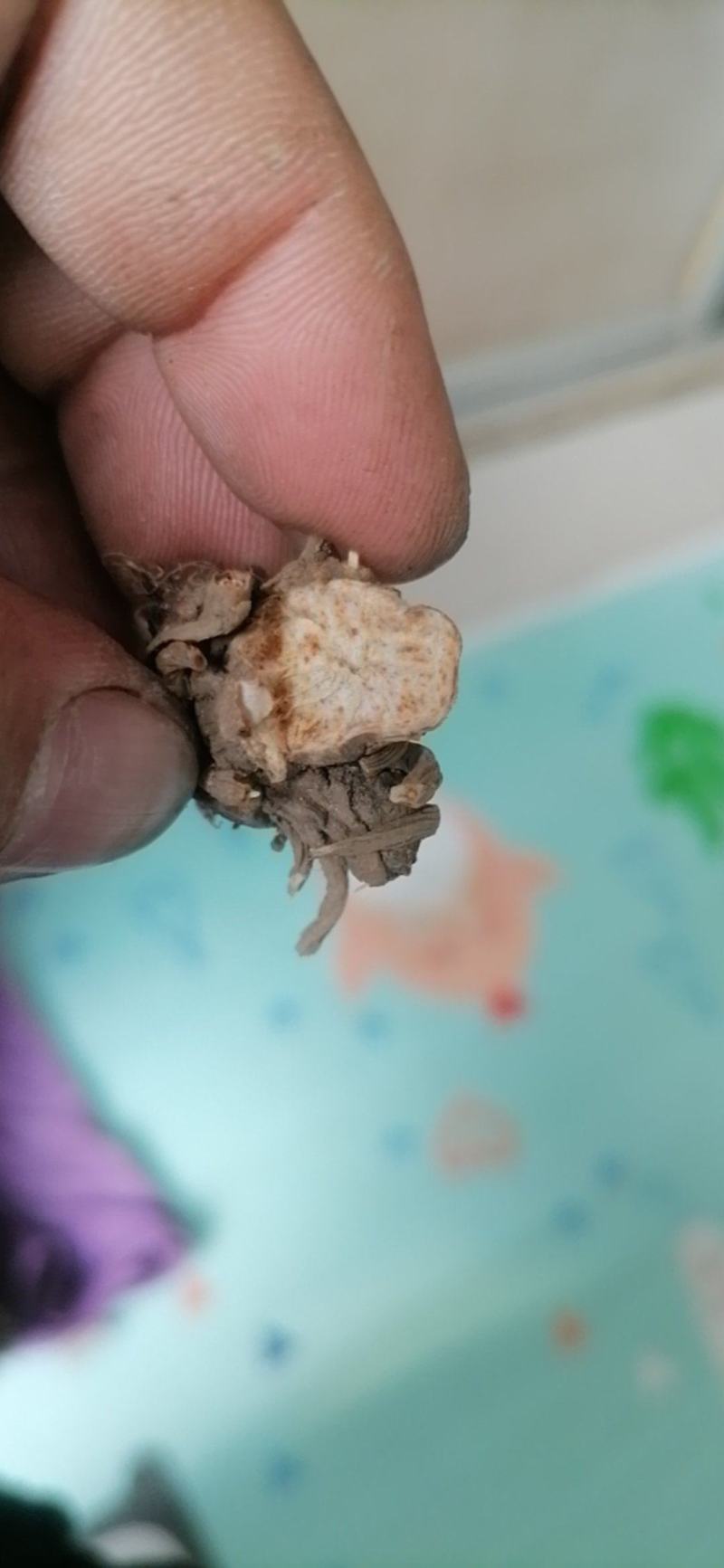 出售东北辽优质北苍术苗质量保证，价格优惠，欢迎大家来咨询