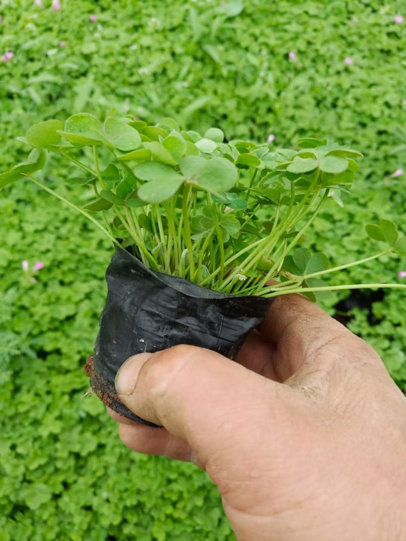 草坪草红花炸酱草，紫叶醡酱草基地大量供应诚信经