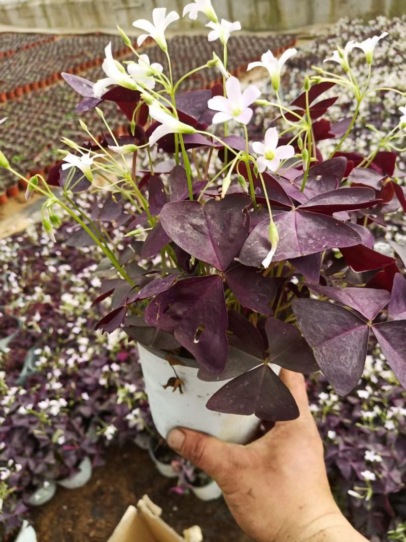 草坪草红花炸酱草，紫叶醡酱草基地大量供应诚信经