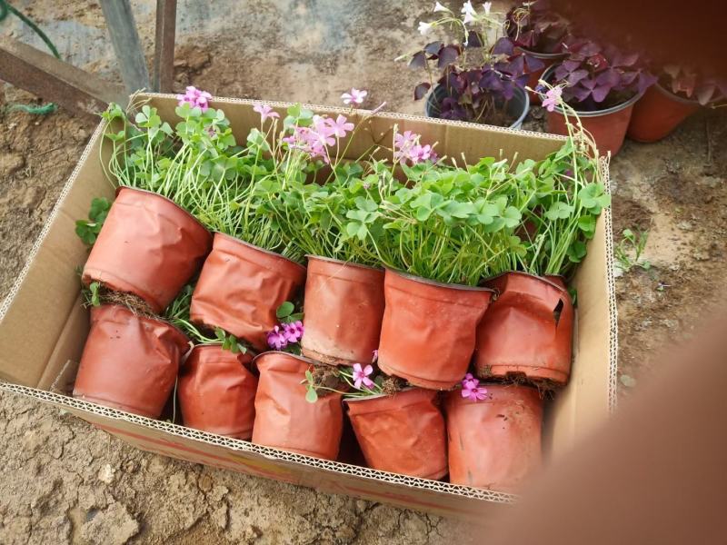 草坪草红花炸酱草，紫叶醡酱草基地大量供应诚信经