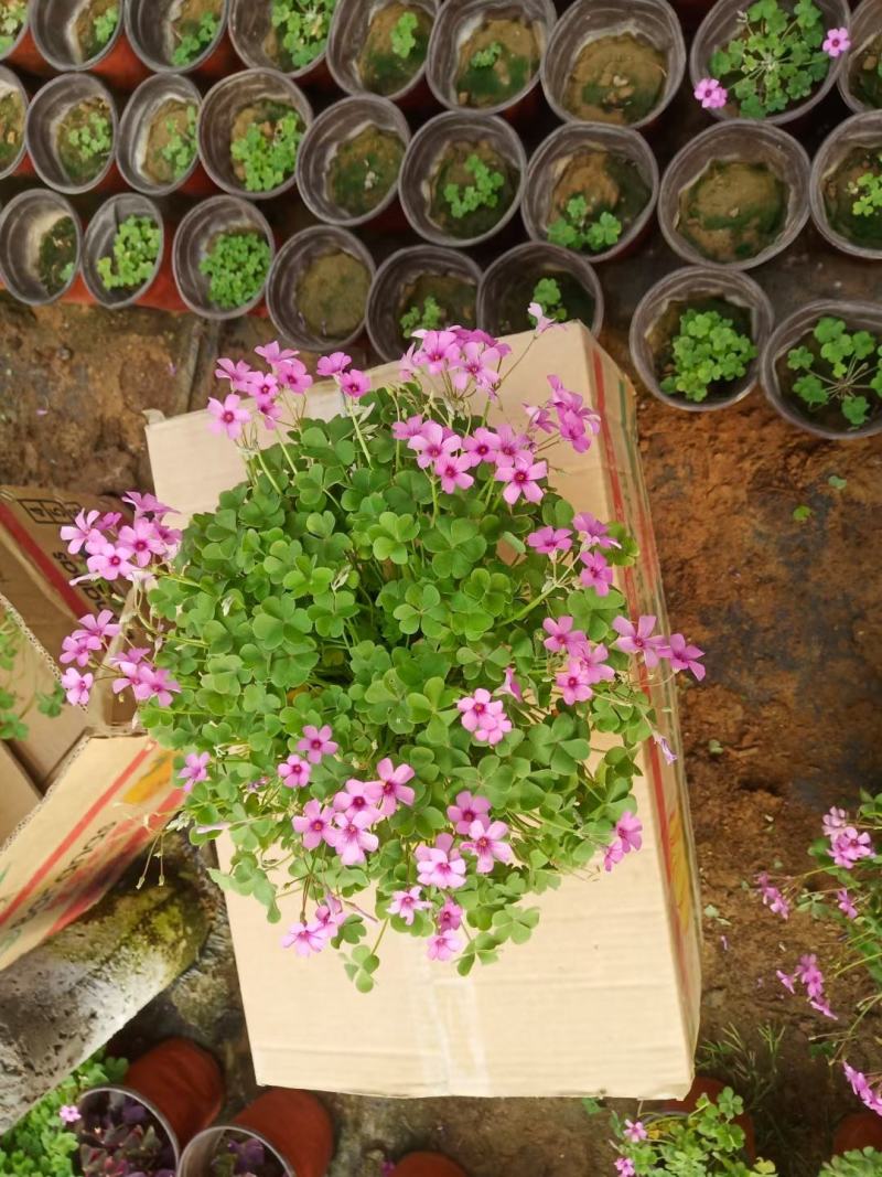 草坪草红花炸酱草，紫叶醡酱草基地大量供应诚信经