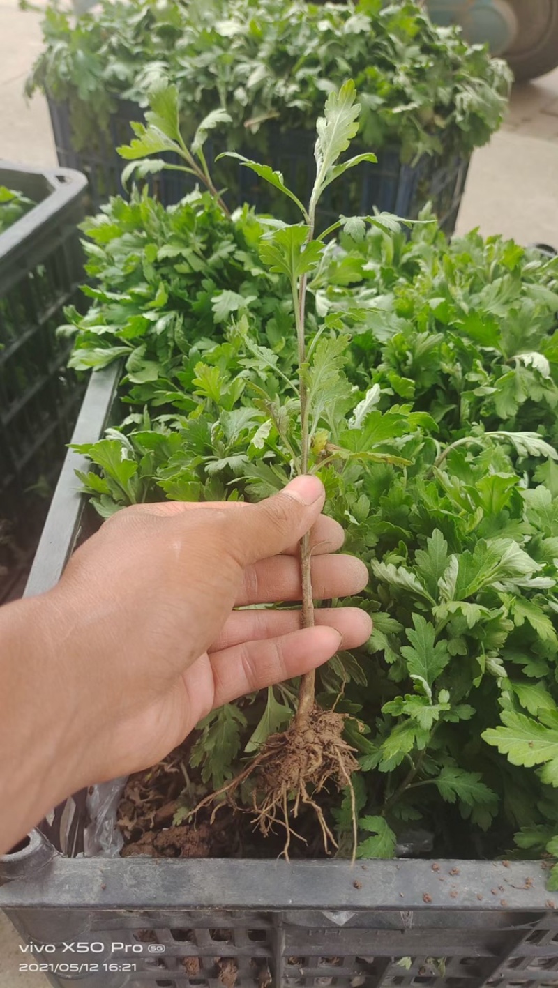 知母种苗基地现挖现发免费提供技术，优质知母苗量大从优