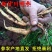 四川明沙参批发干沙参四川特产南沙参非北沙参中药材滋补炖料