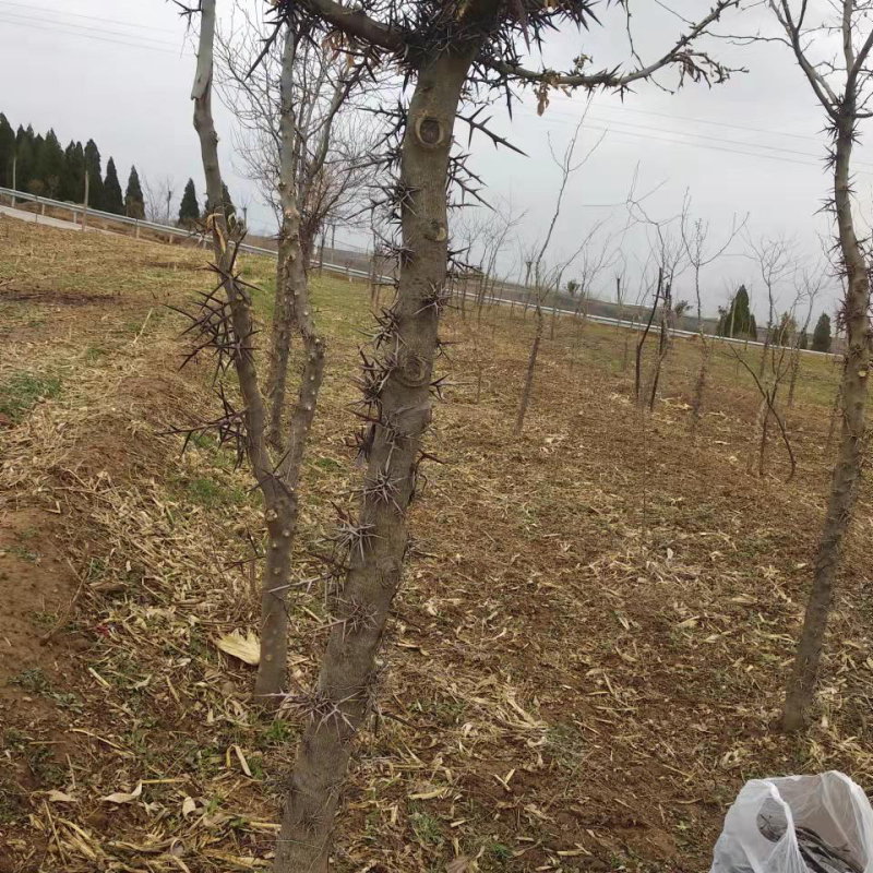 皂角树。8年树，大刺根茎直溜，树大，根茎粗，树大根茎粗。
