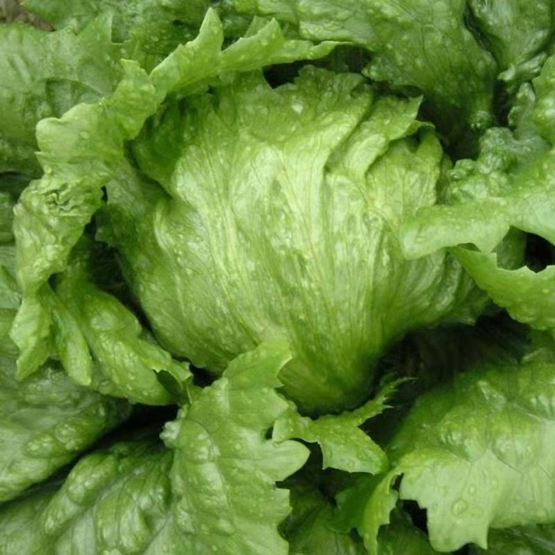 球生菜