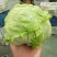 球生菜