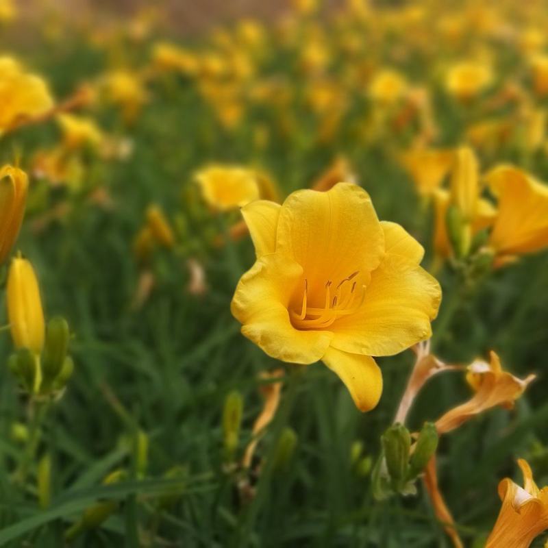 金娃娃萱草营养钵苗，地栽苗，坤盛花卉基地大量现货