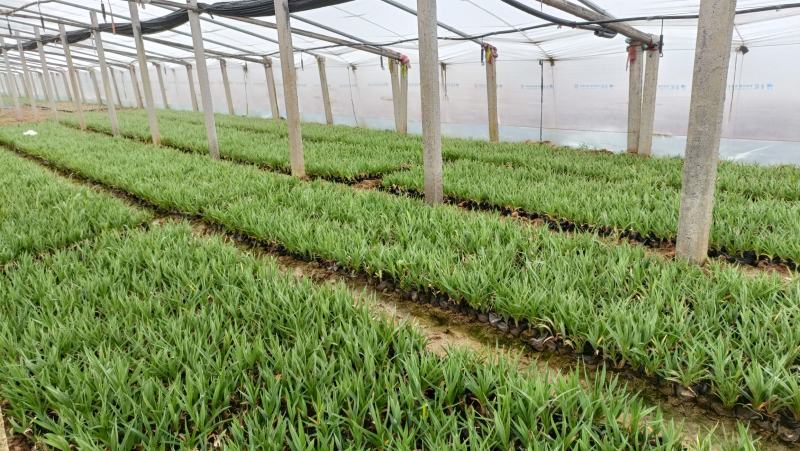 金娃娃萱草营养钵苗，地栽苗，坤盛花卉基地大量现货