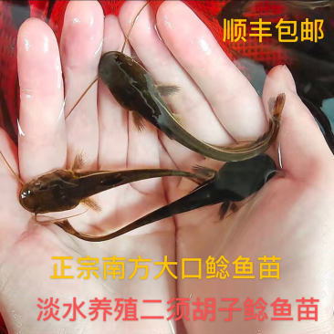 大口鲶苗