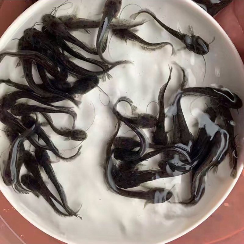 大口鲶苗