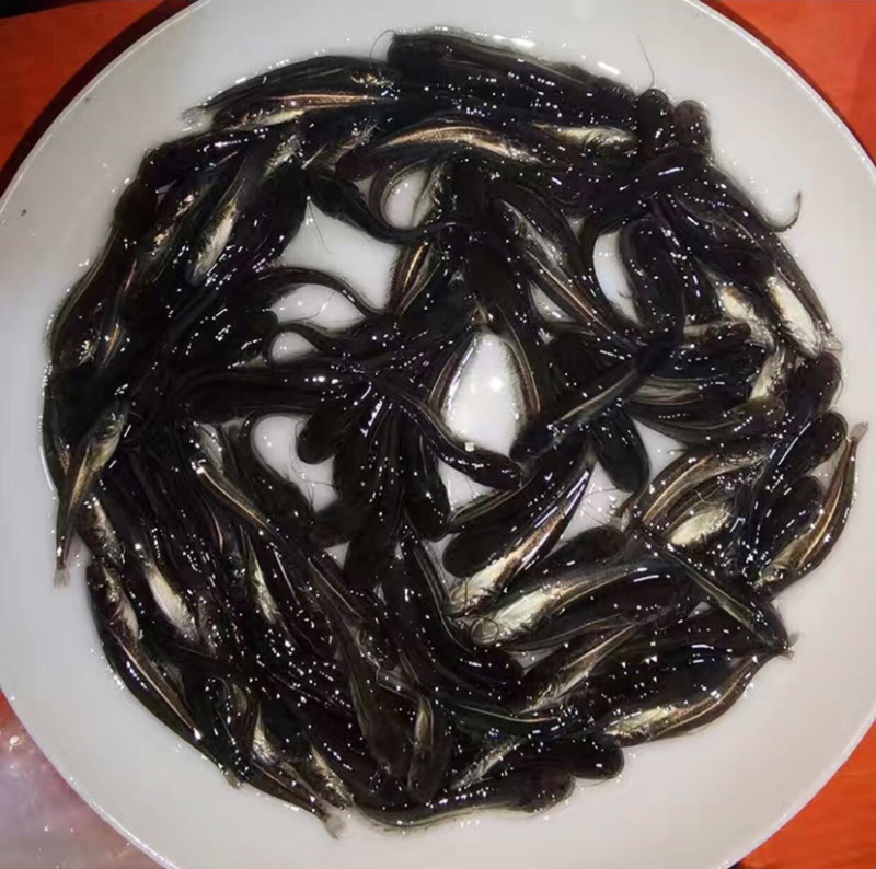 大口鲶苗