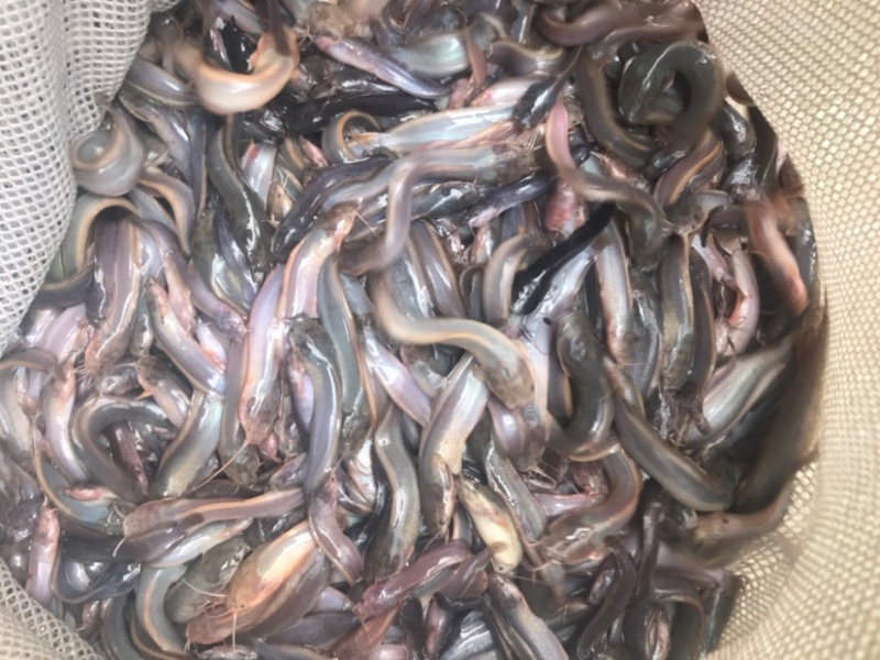 本地塘虱苗塘角鱼苗