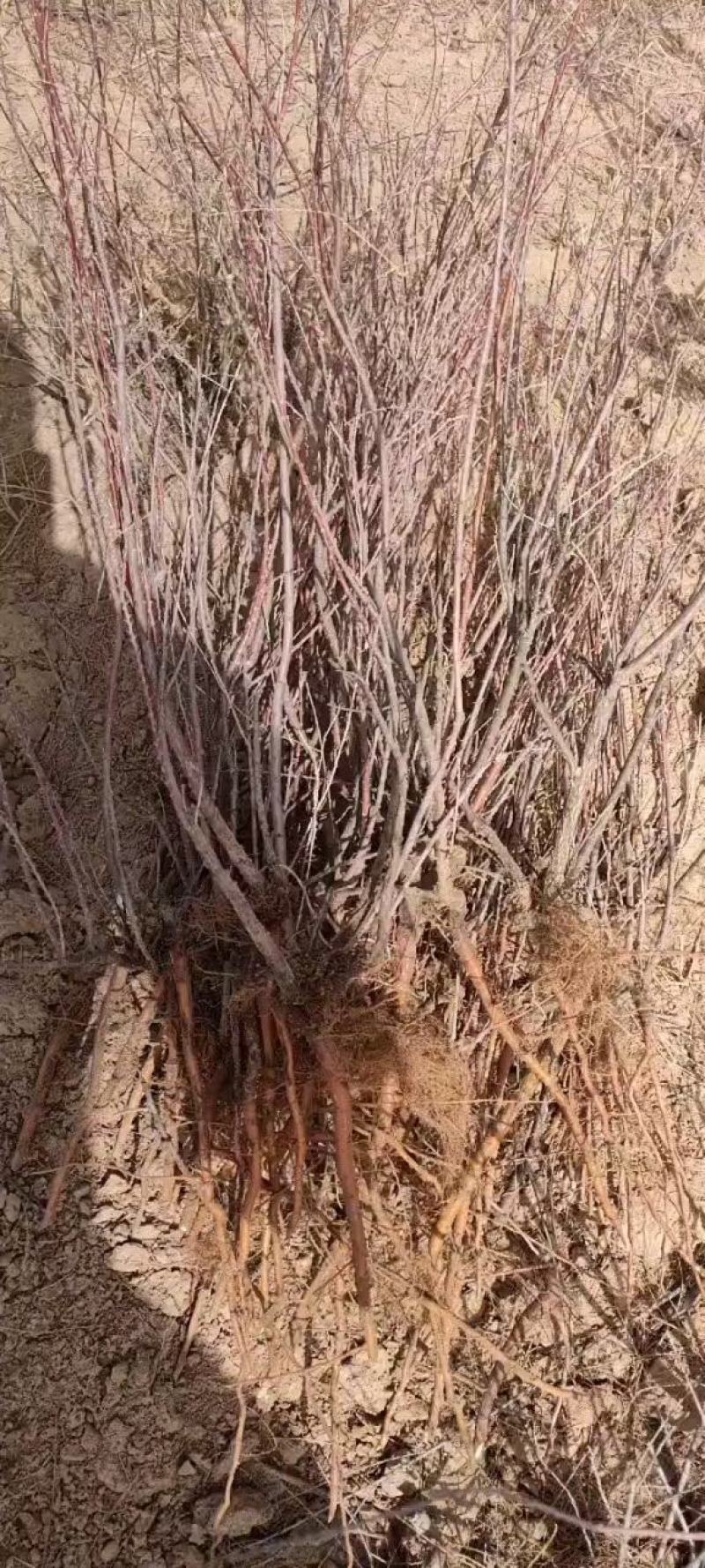 柽柳（红柳）小苗，插仟红柳小苗各个规格30公分起步至1米