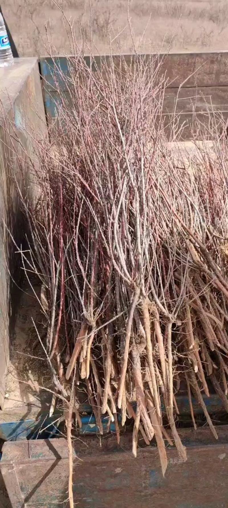 柽柳（红柳）小苗，插仟红柳小苗各个规格30公分起步至1米