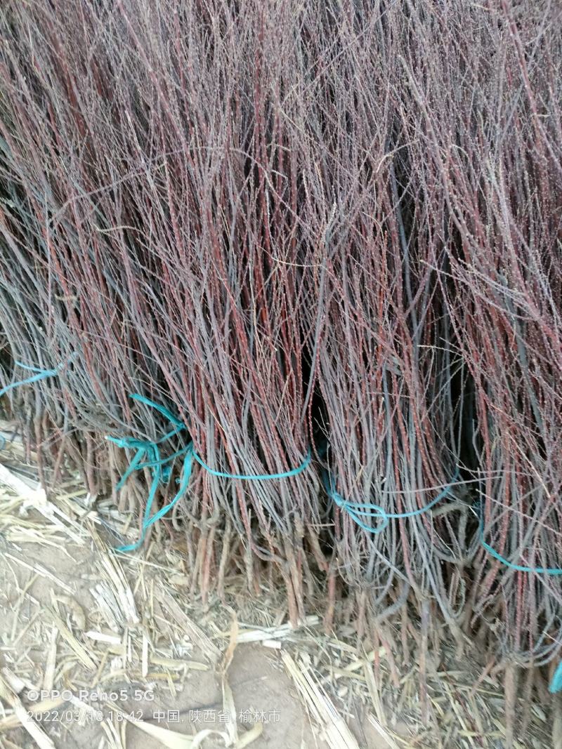 柽柳（红柳）小苗，插仟红柳小苗各个规格30公分起步至1米