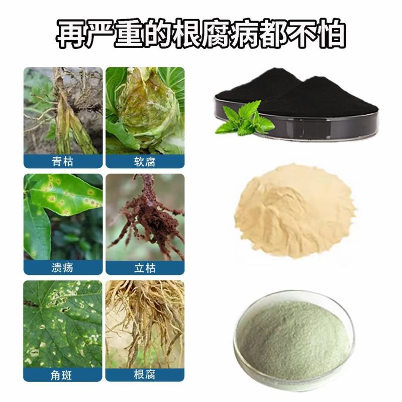 哈茨木霉菌作为微生物菌利、具广谱性杀菌，预防真菌病害