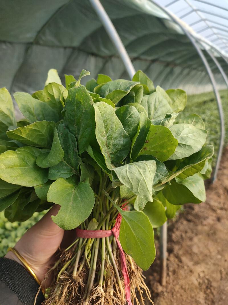 长茄子苗，玛丽斯长茄，茄子苗高产抗病毒温室培育