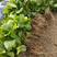 长茄子苗，玛丽斯长茄，茄子苗高产抗病毒温室培育